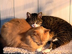 Old Friends